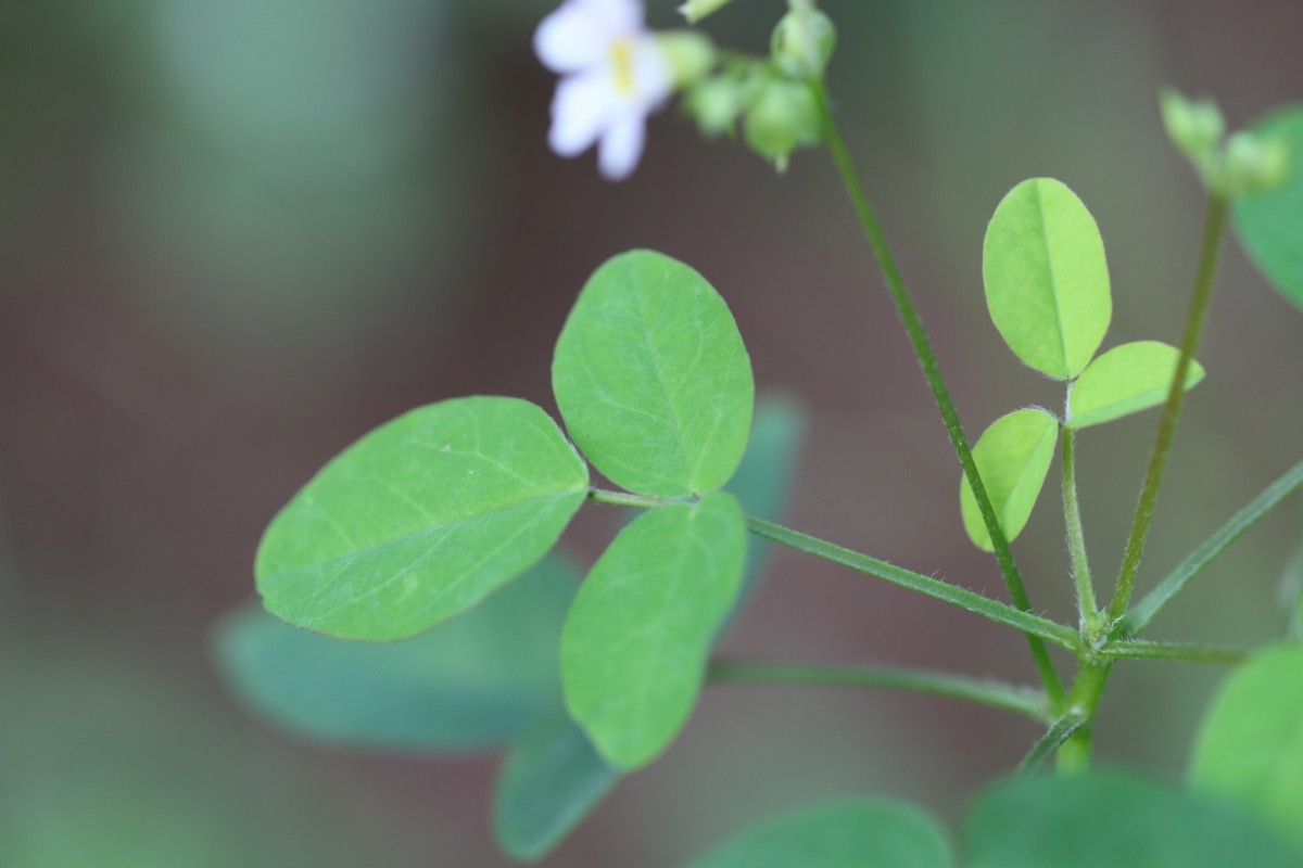 Oxalis barrelieri L.